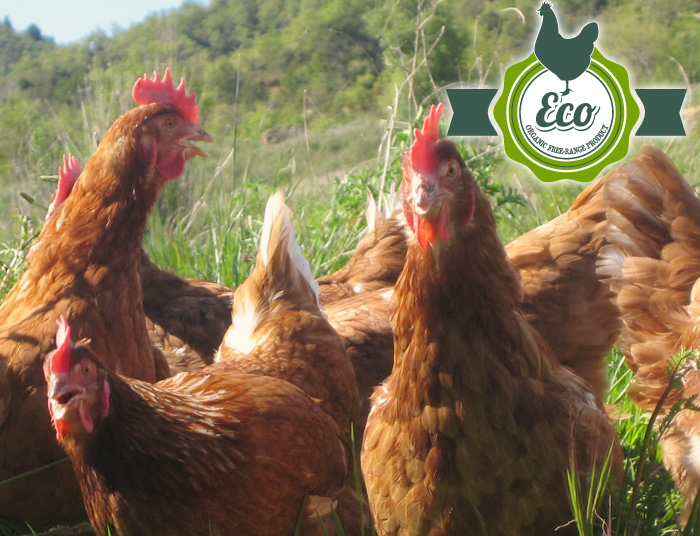 从生态农场出 产的欧洲鸡